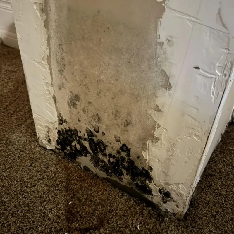 Professional Mold Removal in Middleborough Center, MA